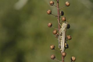a brown grasshopper clings to a dried brown herbaceous plant on a green background 