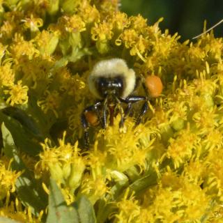 bumblebee on goldenrod