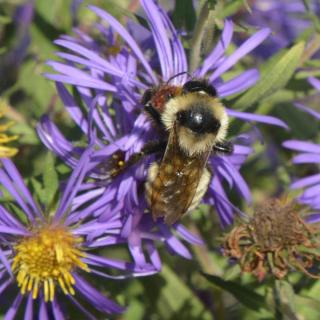 black and yellow bumble bee on top of aster flower with purple petals and a yellow center