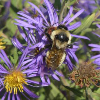 bumble bee on blue aster
