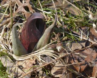 Skunk cabbage popping up