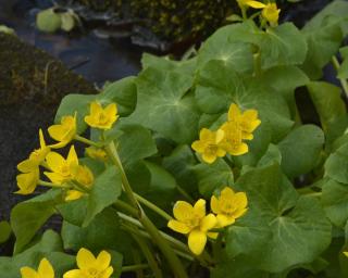 marsh marigold yellow flowers atop green mound of leaves