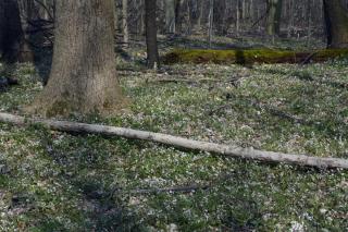small white and pink flowers in bloom across the forest floor