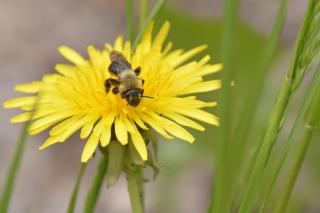 Fuzzy black and yellow bumble bee collecting nectar atop a yellow dandelion.