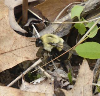 Queen Bumble Bee on leaf litter