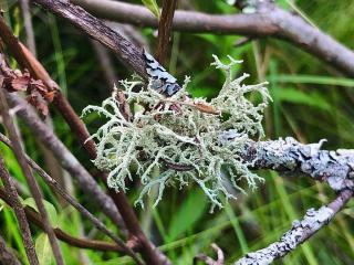Gray green lichen on branch resembles a coral.