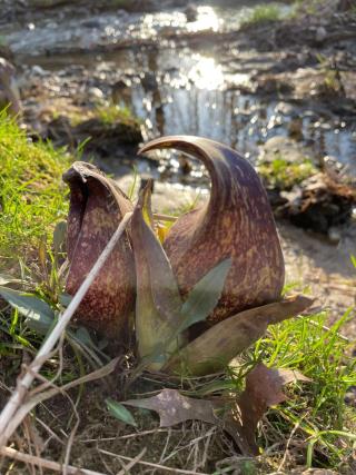 skunk cabbage near moss by water's edge
