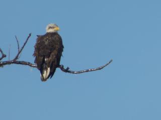 Bald eagle sitting on branch