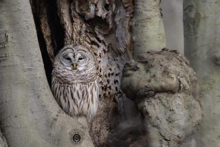 A barred owl perches in the crook of a tree. Light grey and white feathers almost blend into the grey tree. 