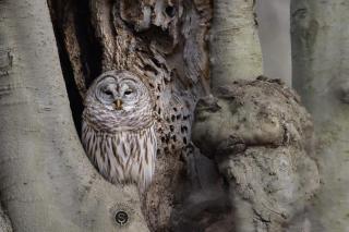 barred owl in a tree