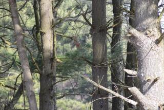 bluebird in pine trees