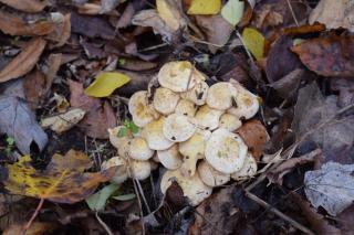 a small cluster of white, round mushrooms nestled in brown leaves 