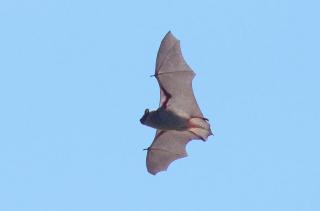 big brown bat flying