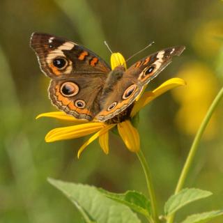 Buckey Butterfly resting on yellow flower