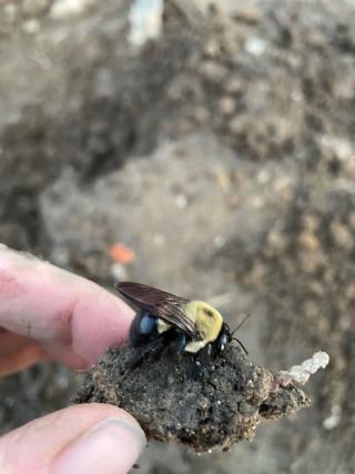 Carpenter bee 