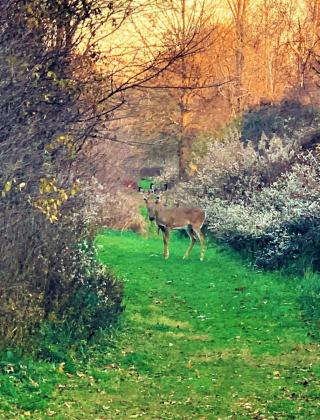 Two white tail does on green grass path surrounded by blooming foliage 