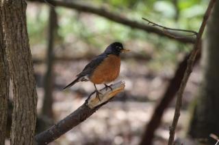 American Robin perched on a branch 