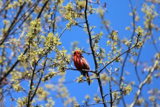 Red male cardinal perched on branches with new green leaves emerging. Bright blue sky in background.