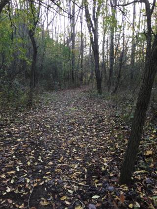 a wooded trail is covered with fall leaves