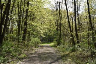bright green leaves of trees nd shrubs on either side of a natural surface trail