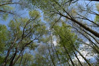 view from the ground up into the forest canopy with green leaves and blue sky