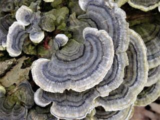 purplish turkey tail fungus on a log