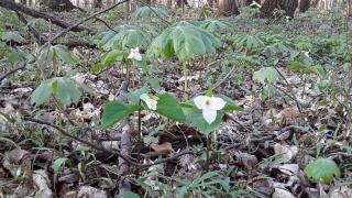 trilliums along forest floor