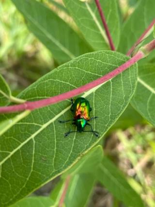 An iridescent beetle perches on a round, green leaf. 