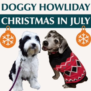 a black and white furry dog sits next to a black dog with white face, christmas in july, doggy howliday promotion