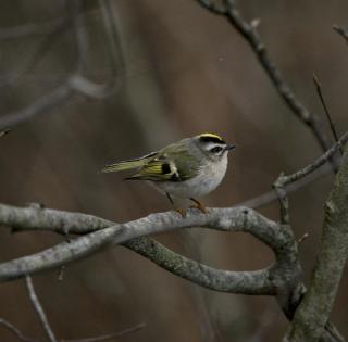 Golden crowned Kinglet perched on a tree branch
