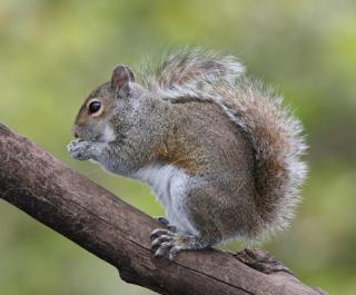 gray squirrel sitting on tree branch