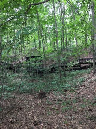 Trees in view of Gazebo at Towner's Woods