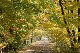 bright yellow leaved trees border a trail in fall
