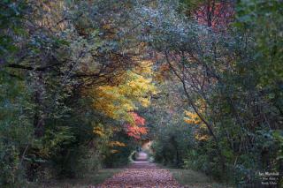 Fall folliage over a path
