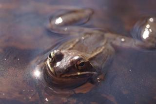 a brown frog is submerged in water, eyes and head above the surface