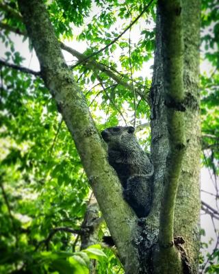 groundhog in a tree