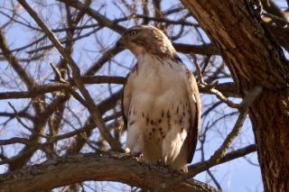 Juvenile Red Tail Hawk in tree