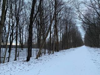 A snowy trail leads away from the front of the photo showcasing footprints and tall, dark, leafless trees along the sides