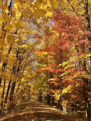 tall trees with orange, yellow, and red leaves surround a trail covered with the fallen leaves