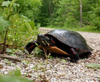 close up of turtle walking down gravel path