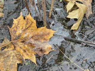 yellow leaves lay on brown mud with layer of sprarkly white frost over everything 