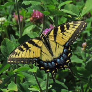 Yellow and black tiger swallowtail butterfly on pink clover