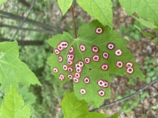 green maple leaf with red and white bulls eye spots on it