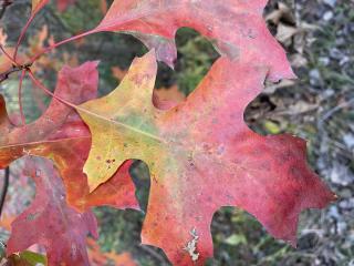Close up photo of oak leaves turning red and yellow