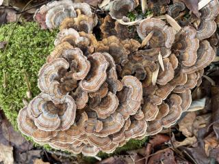turkey tail mushroom on log with moss