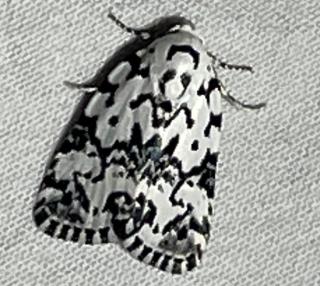 Black and White Hebrew Moth on white sheet