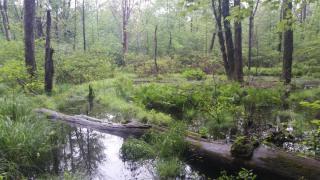 stream through woods