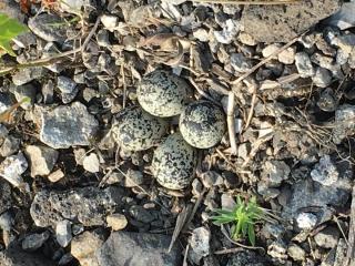 a cluster of four Killdeer eggs are camouflaged against stones 