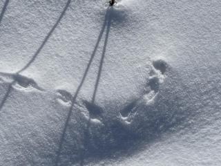 small mammal tracks in white snow