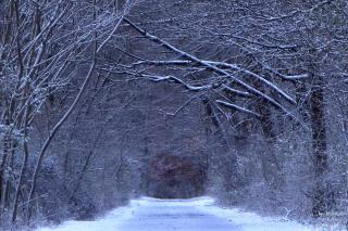 snowy trail surrounded by snow-covered trees 